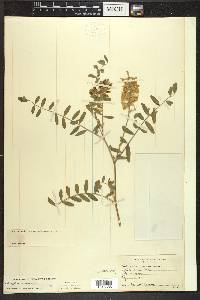 Astragalus canadensis image