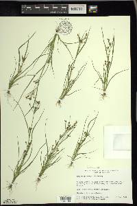 Rhynchospora scirpoides image