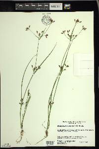 Rhynchospora scirpoides image