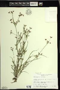 Rhynchospora scirpoides image