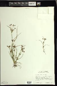 Rhynchospora scirpoides image