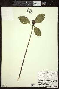 Trillium recurvatum image