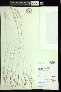 Aristida longespica image