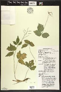 Cardamine maxima image