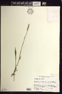 Spiranthes ovalis image