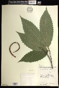 Castanea dentata image