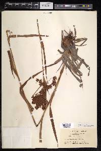 Scirpus wichurae image