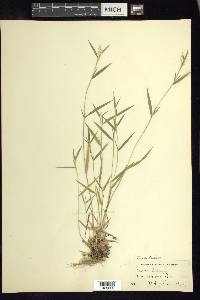 Dichanthelium acuminatum subsp. lindheimeri image