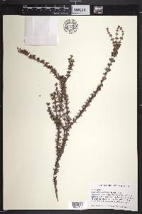 Rachicallis americana image