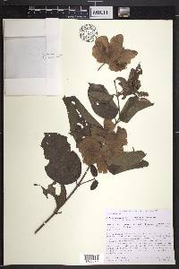 Alicia anisopetala image