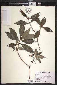 Psychotria nervosa image