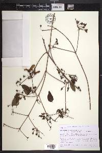 Stigmaphyllon acuminatum image