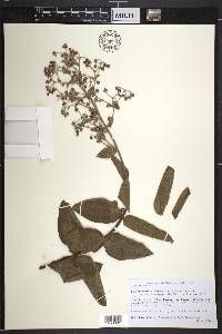 Banisteriopsis campestris image