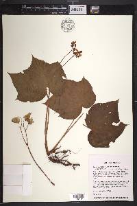 Begonia almedana image