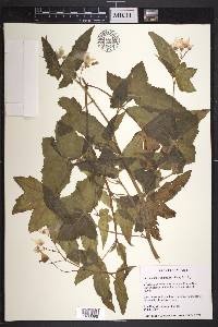 Begonia macvaughii image