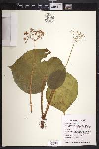 Begonia quaternata image