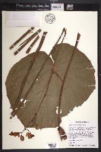 Begonia multistaminea image