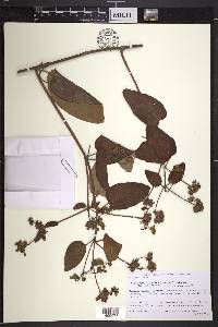 Stigmaphyllon cavernulosum image
