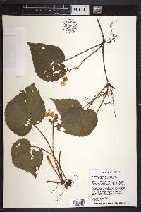 Begonia faustinoi image