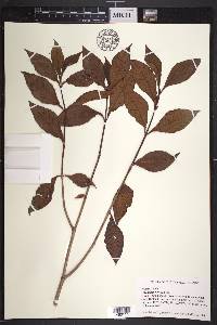 Psychotria nervosa image