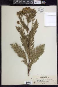 Tanacetum bipinnatum subsp. huronense image