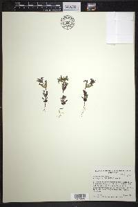 Collinsia parviflora image