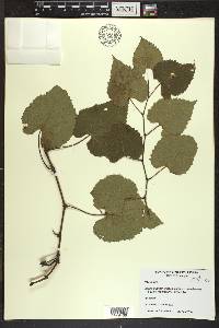 Vitis vulpina image