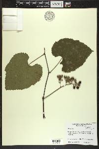 Vitis vulpina image