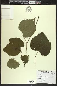 Vitis vulpina image