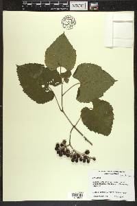 Vitis vulpina image