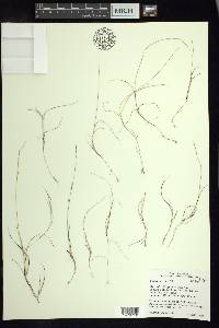 Aristida longespica image