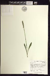 Spiranthes ovalis image