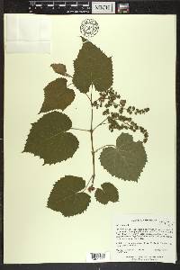 Vitis vulpina image