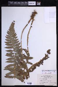 Polystichum bonseyi image