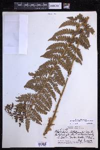 Polystichum hillebrandii image