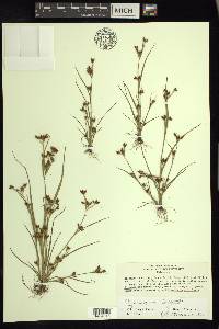 Rhynchospora scirpoides image