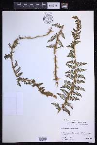 Polystichum haleakalense image