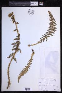 Polystichum haleakalense image