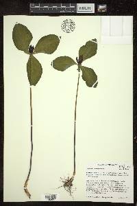 Trillium recurvatum image