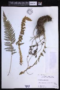 Polystichum haleakalense image