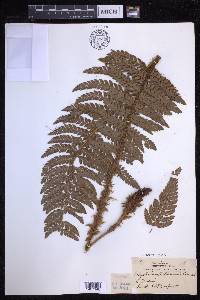 Polystichum hillebrandii image