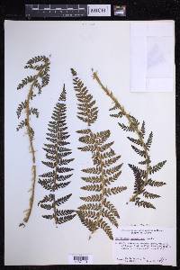 Polystichum haleakalense image