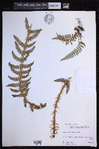 Polystichum haleakalense image