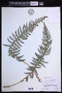 Polystichum haleakalense image