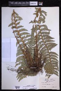 Polystichum hillebrandii image