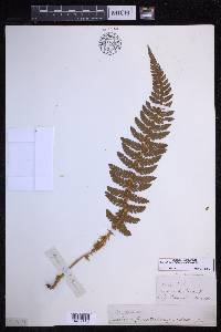 Polystichum hillebrandii image