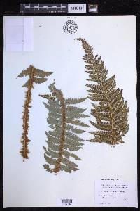 Polystichum hillebrandii image