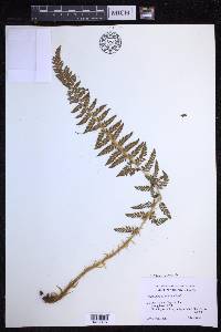 Polystichum haleakalense image