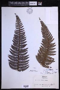 Polystichum hillebrandii image