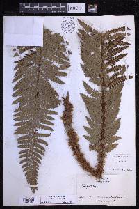 Polystichum hillebrandii image